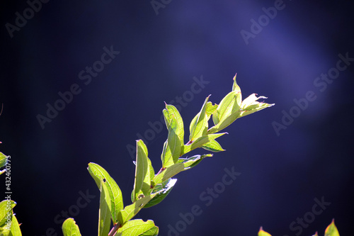 Beautiful picture of green leaf on branch. Selective focus, Selective Focus On Subject, Background Blur