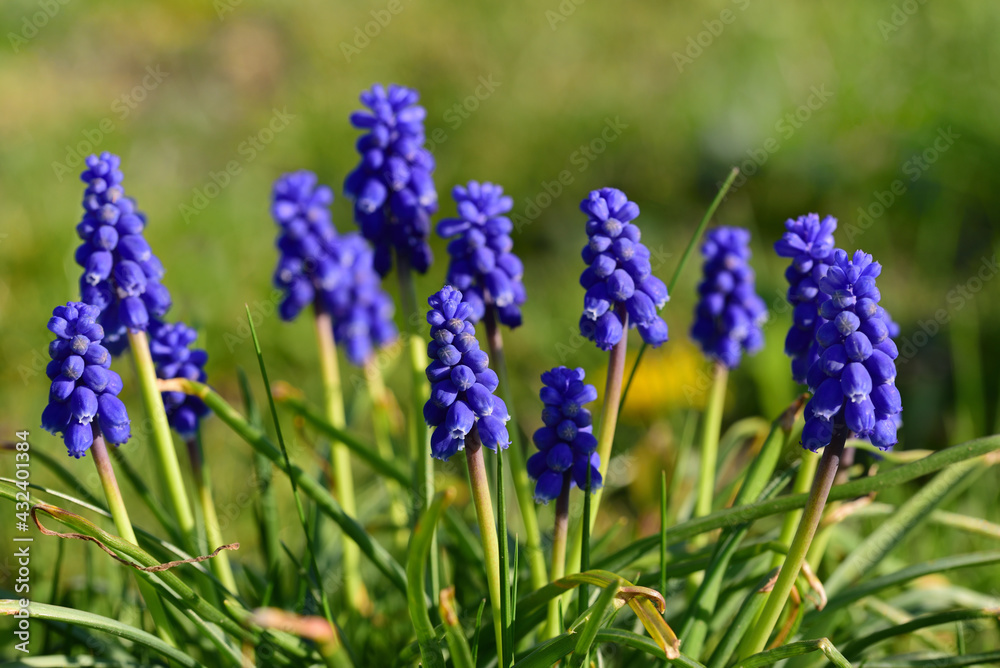 In spring, several blue grape hyacinths (Muscari) grow next to each other on the meadow and are illuminated by the sun In spring, several blue grape hyacinths (Muscari) grow next to each other on the meadow and are illuminated by the sun