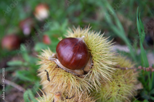 the chestnut called Marrone di San Zeno is a chestnut typical of the Veneto area of Lake Garda
