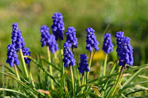 In spring  several blue grape hyacinths  Muscari  grow next to each other on the meadow and are illuminated by the sun