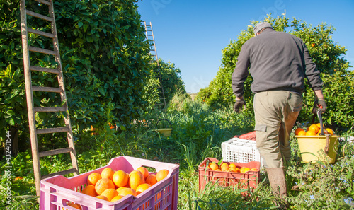 Oranges harvest season: pickers at work
