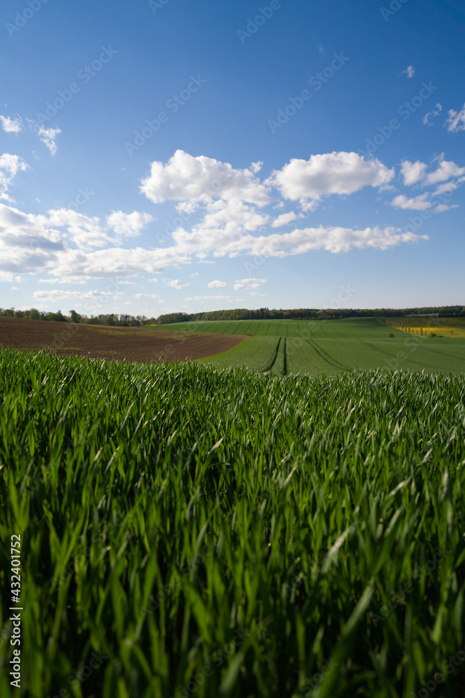 Beautiful sun on a green wheat field and blue sky Beautiful sun on a green wheat field and blue sky