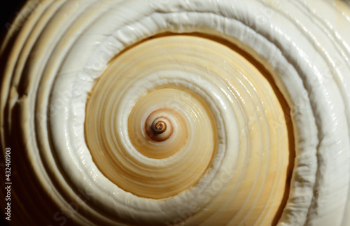 Close up and background of a shell with a spiral from above