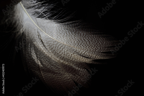 Delicate feathers of a water bird against a dark background photo