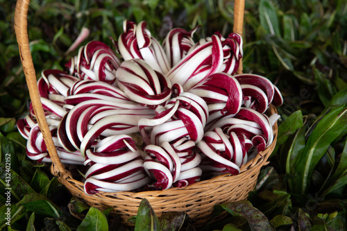 Treviso red radicchio is an Italian fruit and vegetable product with Protected Geographical Indication photographed in a wicker basket in a radicchio field