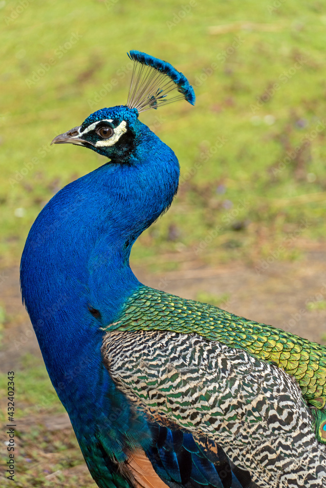 Obraz premium Blauer Pfau