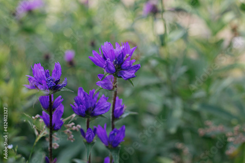Beautiful purple bellflowers in meadow on mountain hills. Clustered bellflower blooming flowers © sonyachny