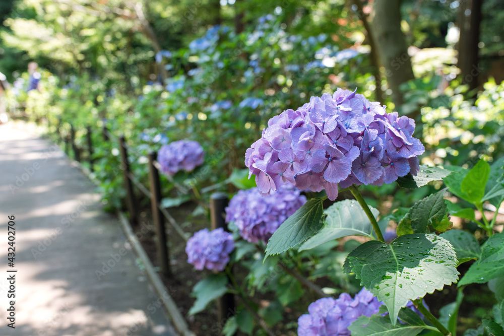 Roadside hydrangea flowers with water drops after rain 雨上がりのあじさい 道端に咲く雨滴の付いた紫陽花 Roadside hydrangea flowers with water drops after rain 雨上がりのあじさい 道端に咲く雨滴の付いた紫陽花