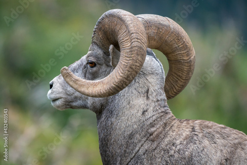 Closeup of head and horns of red-eyed bighorn sheep in Glacier National Park, Montana, USA. Majestic Ovis canadensis male. Beautiful wild animal in its natural habitat. © Petr