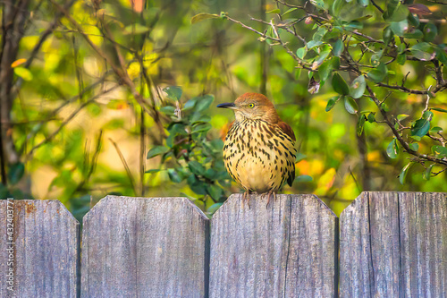 Beautiful Endangered Salt-marsh Sparrow on a fence