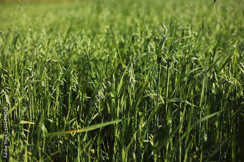 Shot of a green wheat field in summer. Wheat is a grass cultivated for its seed. grain is a small, hard, dry seed, harvested for human, animal consumption
