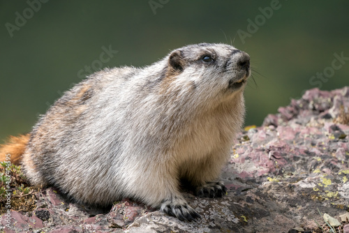 Closeup of a cute yellow-bellied marmot sitting on a grey and purple rock. Marmota flaviventris in its natural habitat in Glacier National Park, Montana, USA. Wildlife of American Rockies