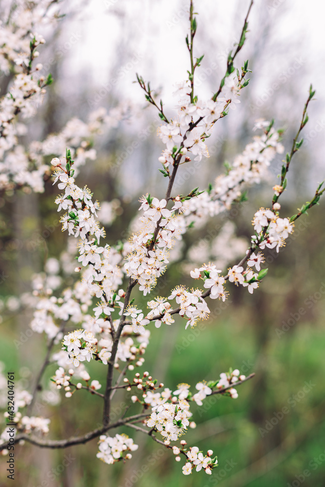 Branches of a blossoming tree on a garden background. Spring blossom. Branches of a blossoming tree on a garden background. Spring blossom.