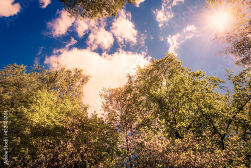 Summer in a mixed forest. View of the tops of the trees in the sunlight from the ground level