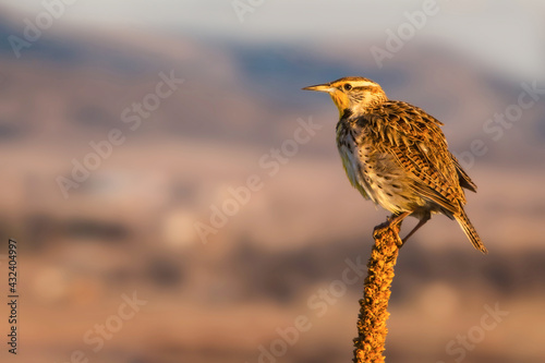 Western Meadowlark