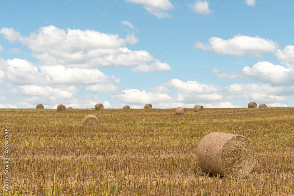 Fototapeta premium A bale of hay lies in a field on a warm sunny day against the background of fluffy clouds. Drying hay in the open air. Preparation of feed for cattle.