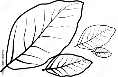 BLACK AND WHITE LEAF COLORING PAGE