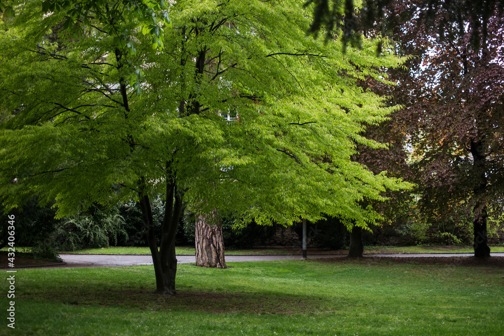 View of beautiful trees at spring in Salvator Park in Mulhouse - France