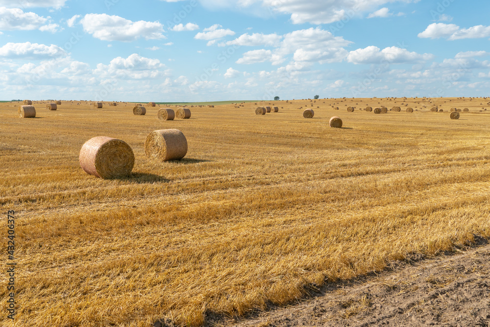 A haystack left in a field after harvesting grain crops. Harvesting straw for animal feed. End of the harvest season. Round bales of hay are scattered across the farmer's field.