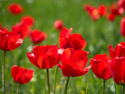 Blooming tulips. Beautiful spring flowers.