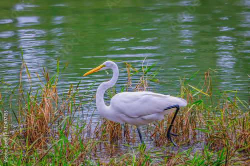 Beautiful Great white heron in the wild