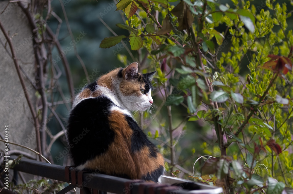 Szylkretowy kot siedzący na balkonie - obrazy, fototapety, plakaty 