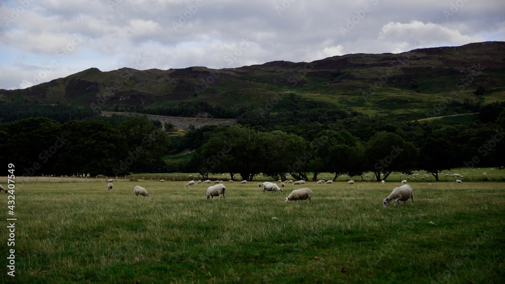 Weiße Schafe in auf Wiesen im schottischen Hochland bei Fort Augustus