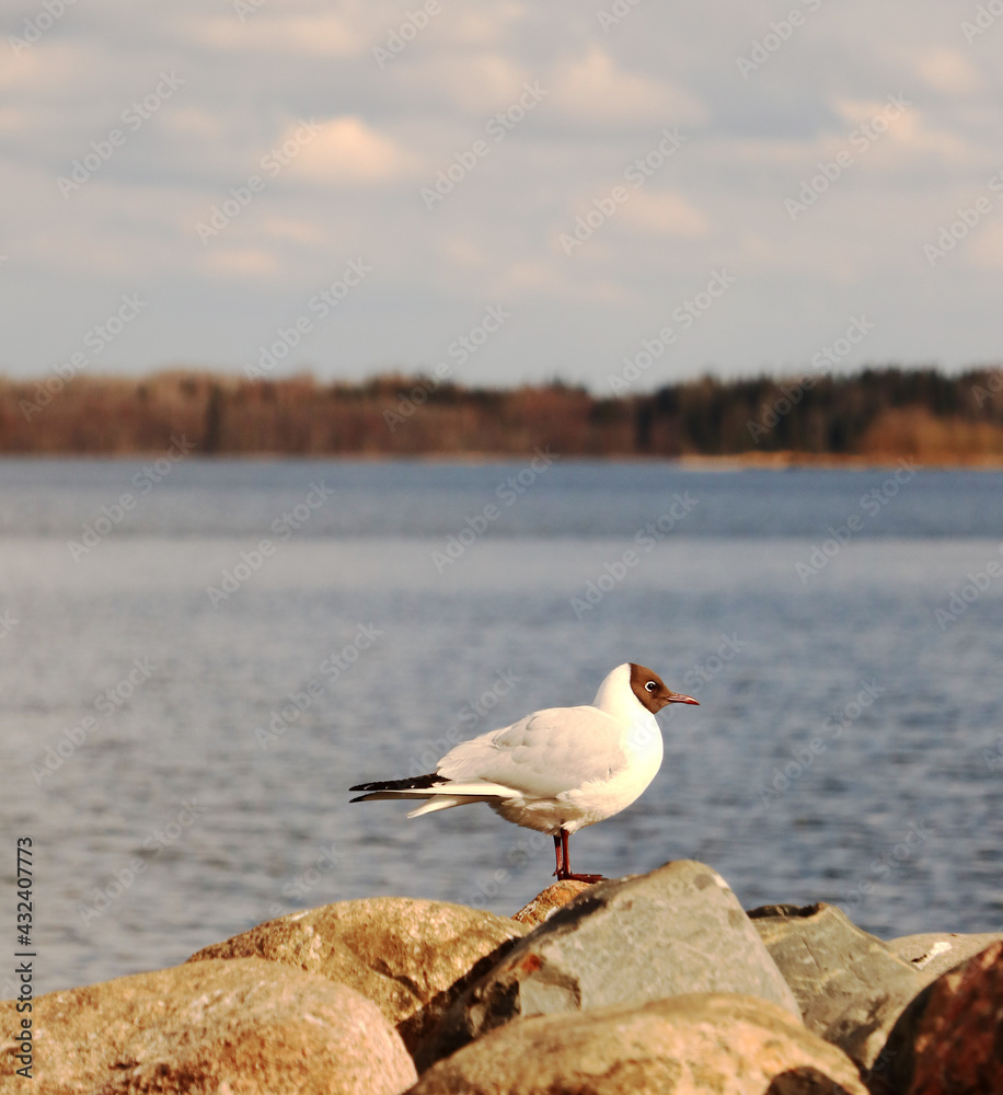 Rural landscape. Lonely black headed gull on a rock feels free and confident near lake Valday, Russia. Rural landscape. Lonely black headed gull on a rock feels free and confident near lake Valday, Russia.