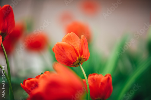Flowers background, closeup garden of red tulips