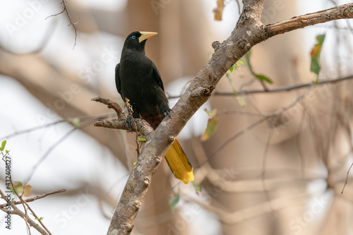 The crested oropendola also known as the Suriname crested oropendola or the cornbird (Psarocolius decumanus) photo