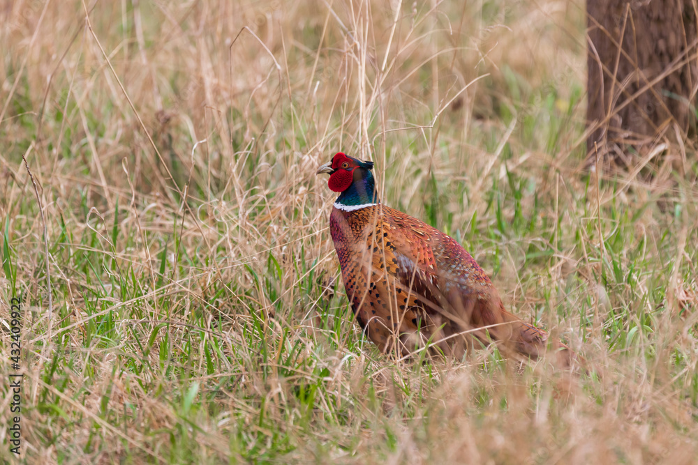 Fototapeta premium Big brightly colored pheasant bird - Phasianus colchicus in the forest in the grass.