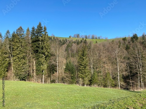 Mixed subalpine forests and a variety of trees in early spring on the slopes of the Swiss mountain massif Pilatus, Schwarzenberg LU - Canton of Lucerne (Kanton Luzern), Switzerland (Schweiz) photo