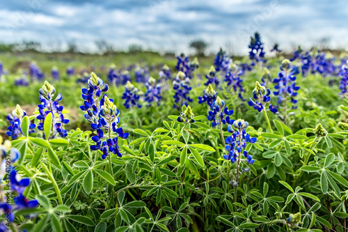 Spring time in Texas  field with blooming blue bonnets