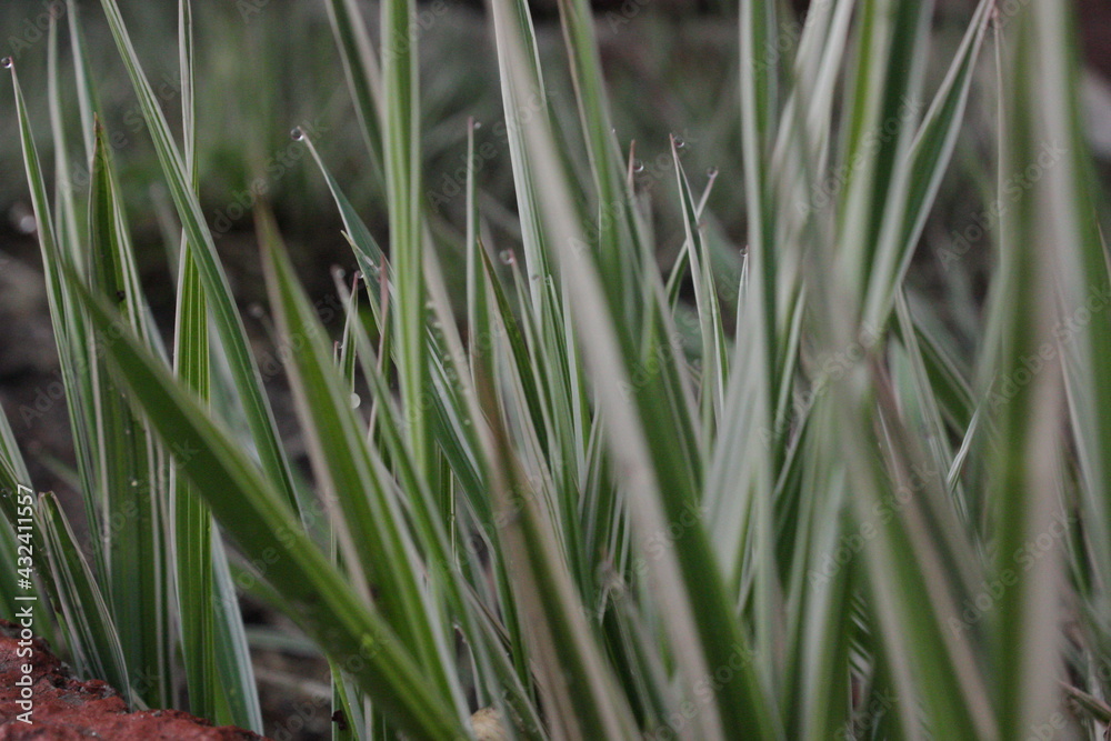 Fototapeta premium grass and water