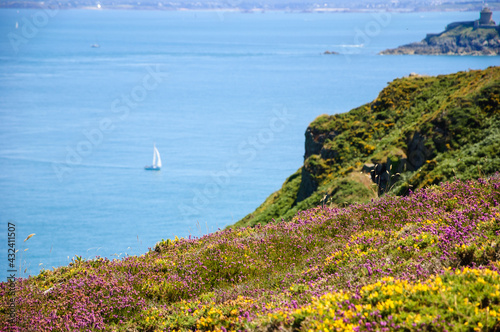Beautiful view from Cap Frehel hills (covered with yellow gorse and violet heather flowers) on Fort La Latte and on bay with sailboat . Brittany, France. Selective focus on violet heather flowers.