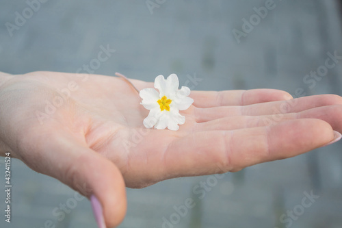 Flower in open palm. Palm holding a flower. Spring flower in hand