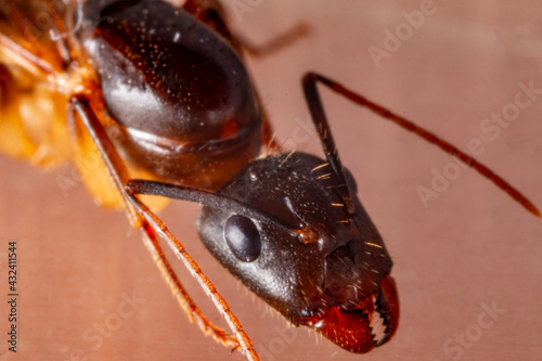 Hormiga