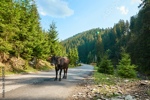 A brown cow stands on the road against the background of mountains and a spruce forest