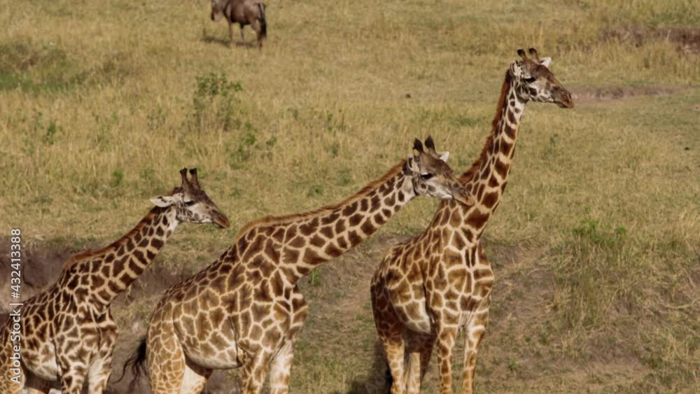 Herds of African Buffalos (Syncerus caffer) and Giraffes (Giraffa peralta) grazing in a savanna and drinking water. The many glorious animals peacefully coexist in the near endless fields of Kenya. Herds of African Buffalos (Syncerus caffer) and Giraffes (Giraffa peralta) grazing in a savanna and drinking water. The many glorious animals peacefully coexist in the near endless fields of Kenya.