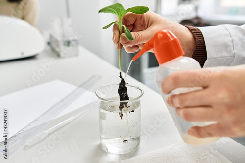 hand of a lab worker watering a plant root close-up