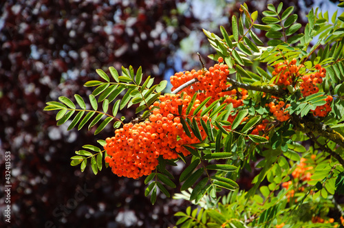 Ripe bunches of rowan berries and violet leaf tree at background. Closeup