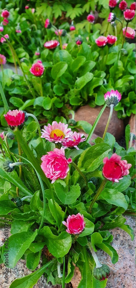 pink daisies in the garden pink daisies in the garden