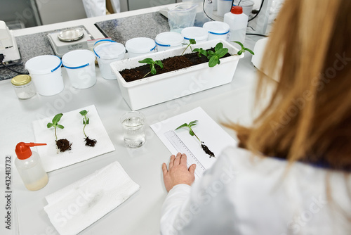 hand of lab worker measure length of green plant on table with equipment top view photo