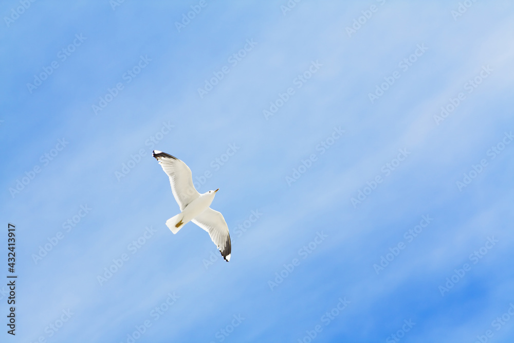 seagull seagull