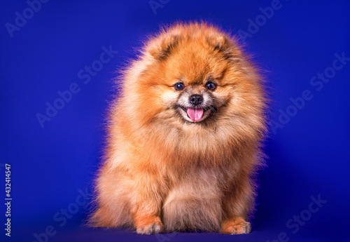 A lovely Pomeranian dog on blue background. © Sergei