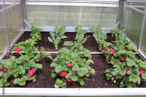 Erdbeeren im Gewächshaus.