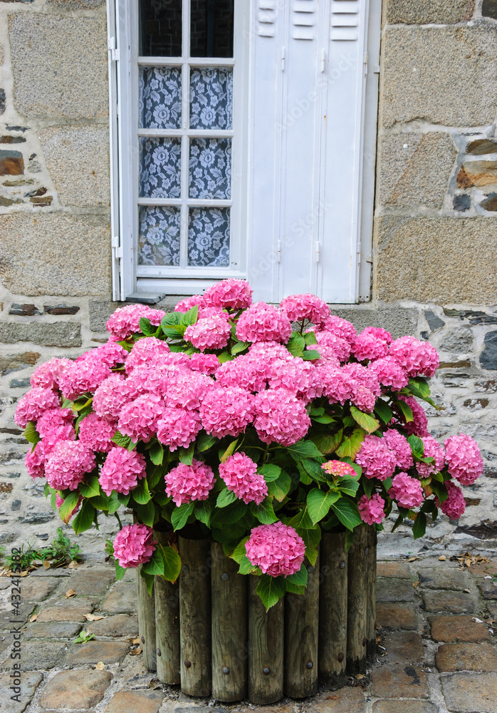 Pink hydrangea bush in wooden pot outside the old stone house under the window with lace curtain and metal shutters. Brittany, France. 