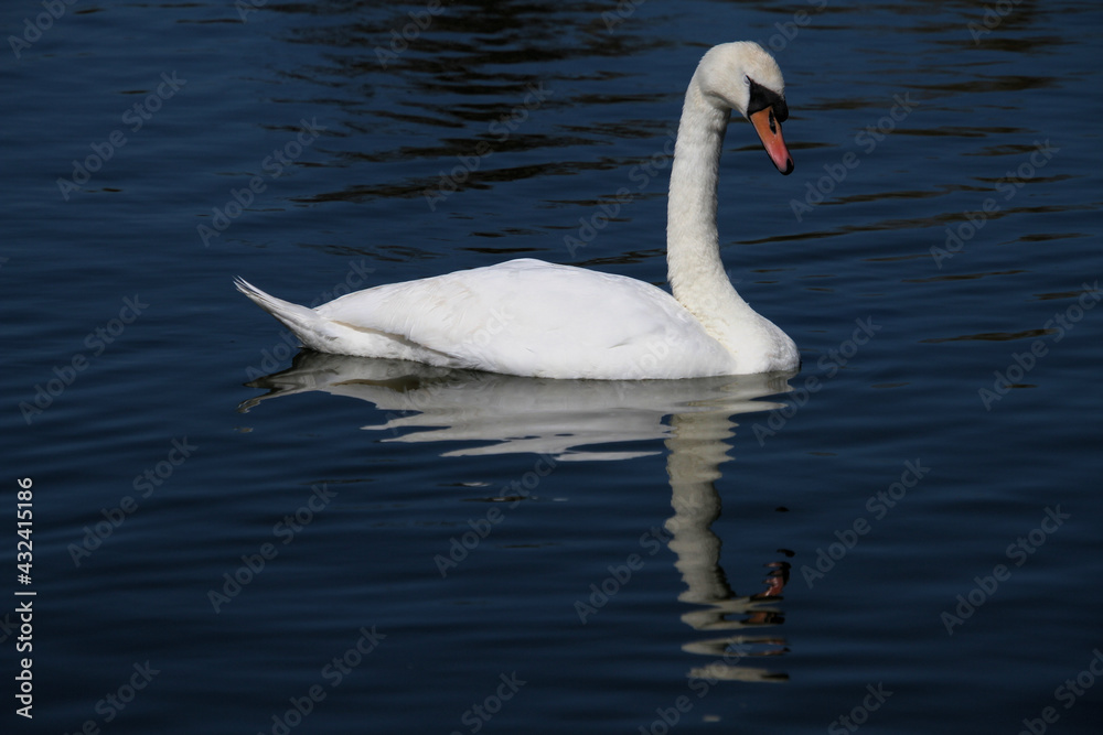 A close up pf a Mute Swan