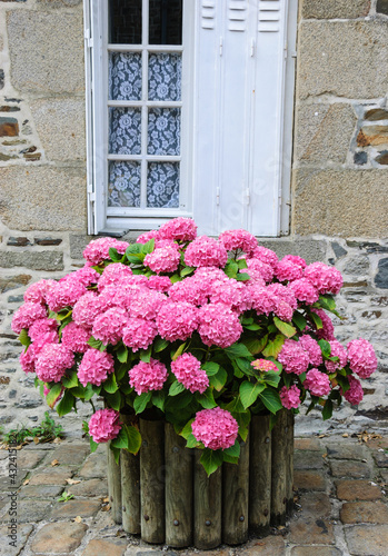 Fototapeta Naklejka Na Ścianę i Meble -  Pink hydrangea bush in wooden pot outside the old stone house under the window with lace curtain and metal shutters. Brittany, France. 