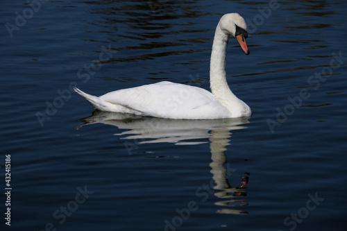 A close up pf a Mute Swan